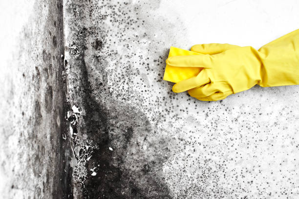 Best Mold Testing  in Lake Winnebago, MO
