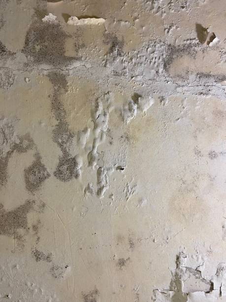 Best Mold Removal and Inspection  in Lake Winnebago, MO