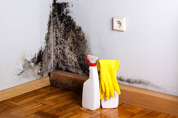Best Mold Damage Repair  in Lake Winnebago, MO