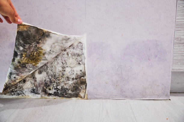 Best Toxic Mold Removal  in Lake Winnebago, MO